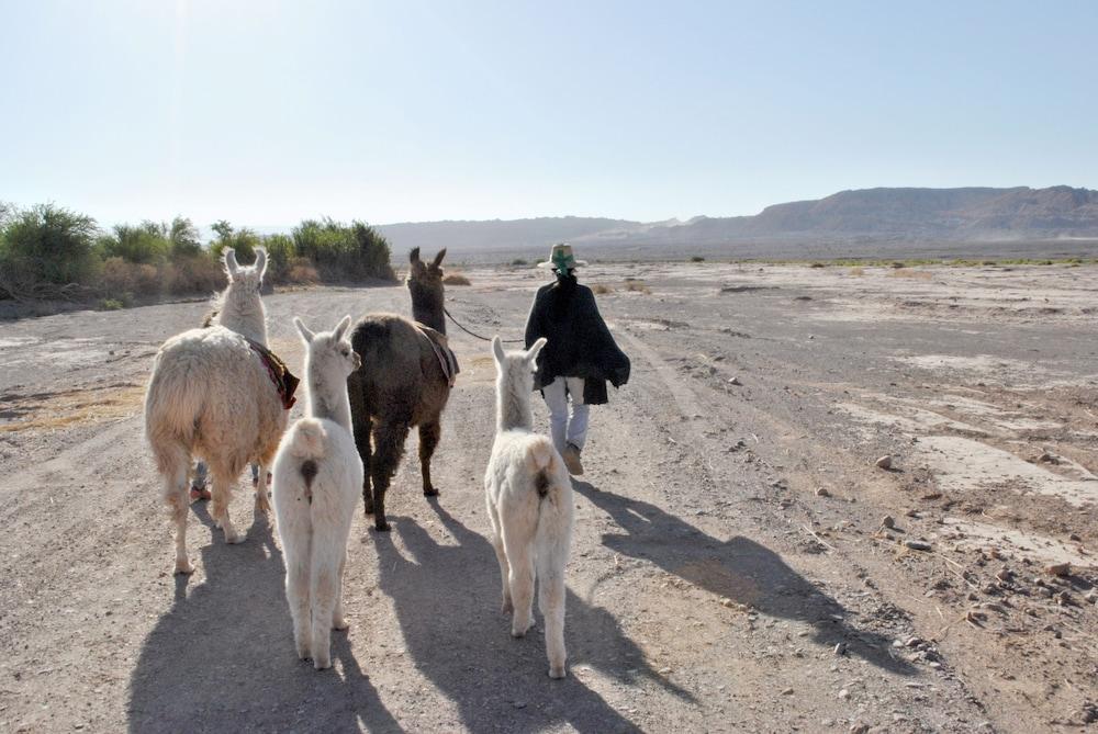 Hotel Noi Casa Atacama San Pedro De Atacama Zewnętrze zdjęcie