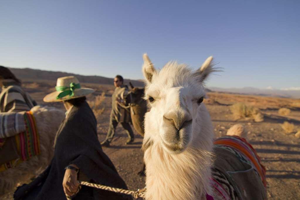 Hotel Noi Casa Atacama San Pedro De Atacama Zewnętrze zdjęcie